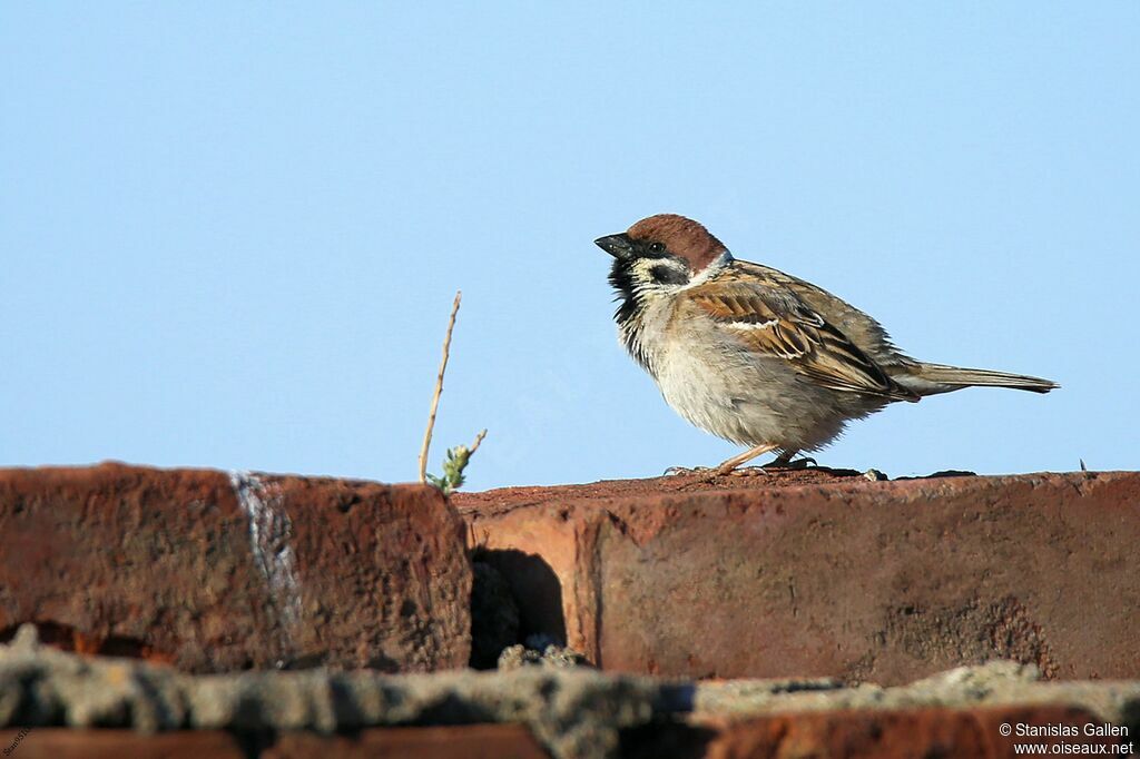 Eurasian Tree Sparrow male adult breeding, close-up portrait