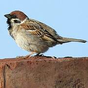 Eurasian Tree Sparrow