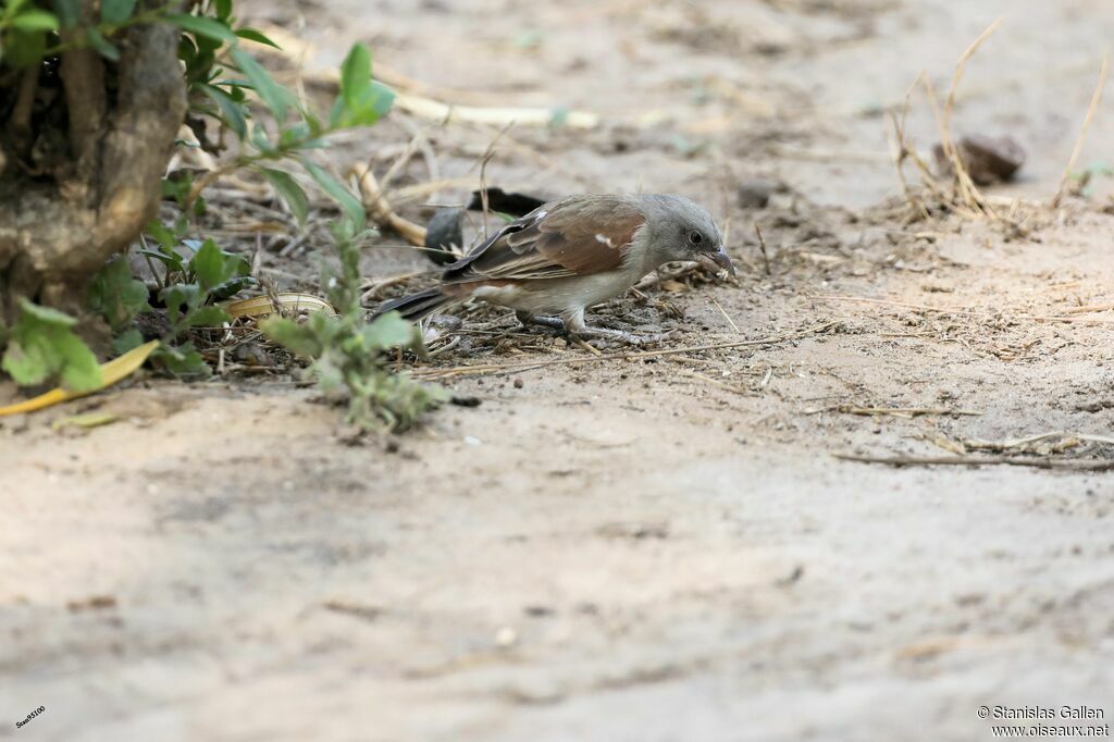 Northern Grey-headed Sparrowadult, eats