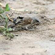 Moineau gris