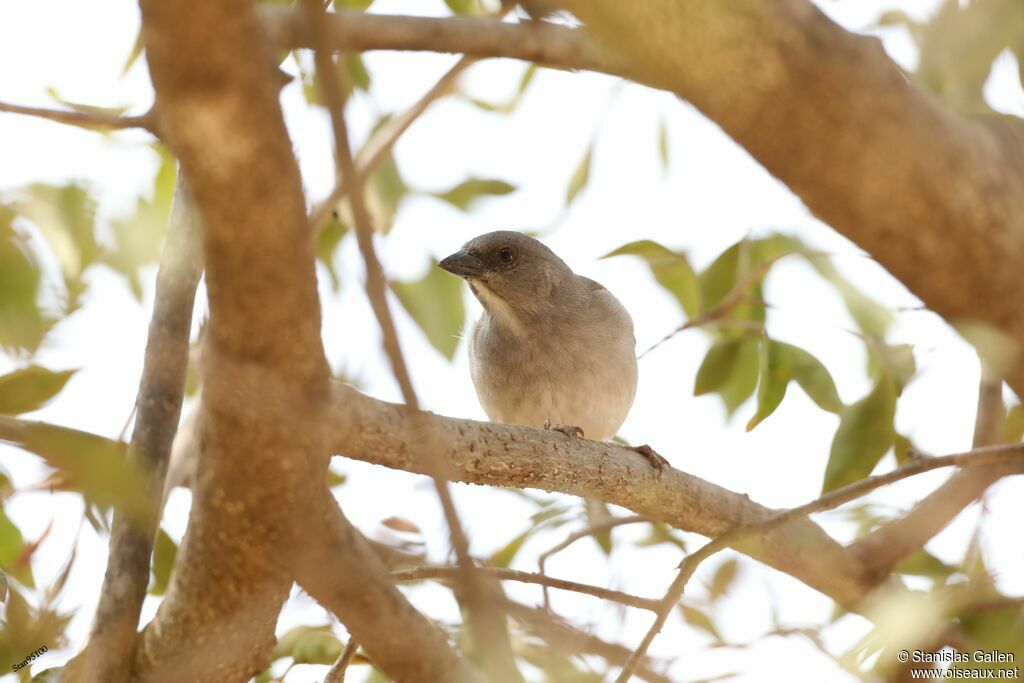 Moineau grisadulte