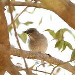 Moineau gris