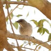 Northern Grey-headed Sparrow