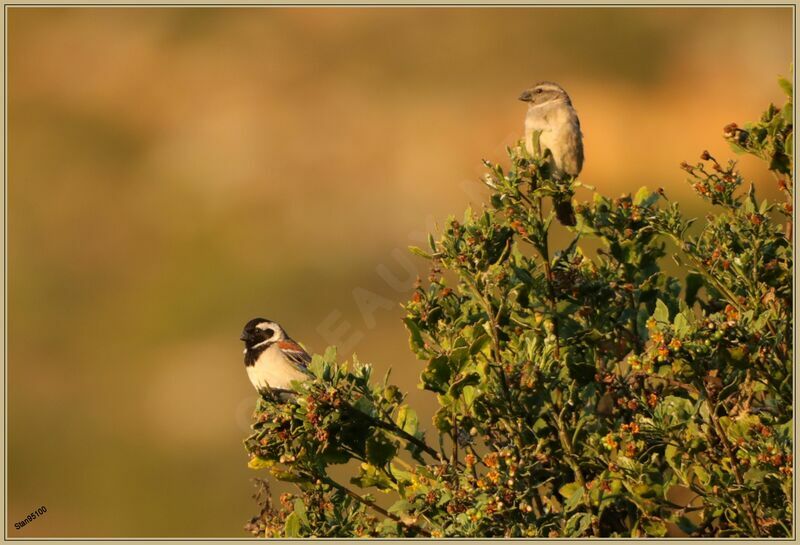 Cape Sparrowadult breeding