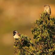 Cape Sparrow