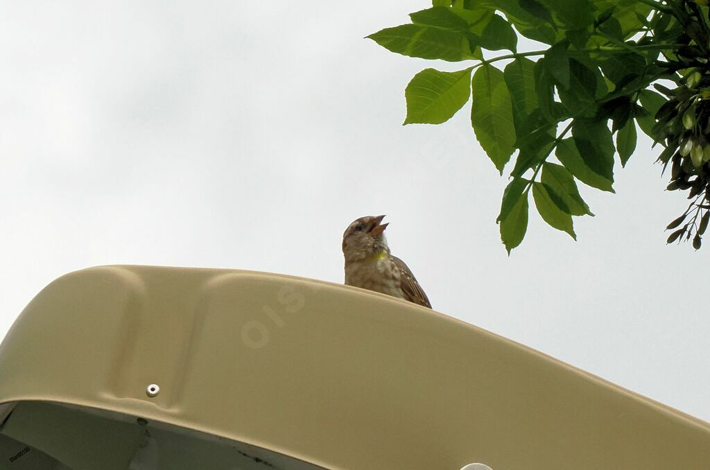 Rock Sparrow male adult breeding, song