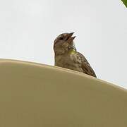 Rock Sparrow