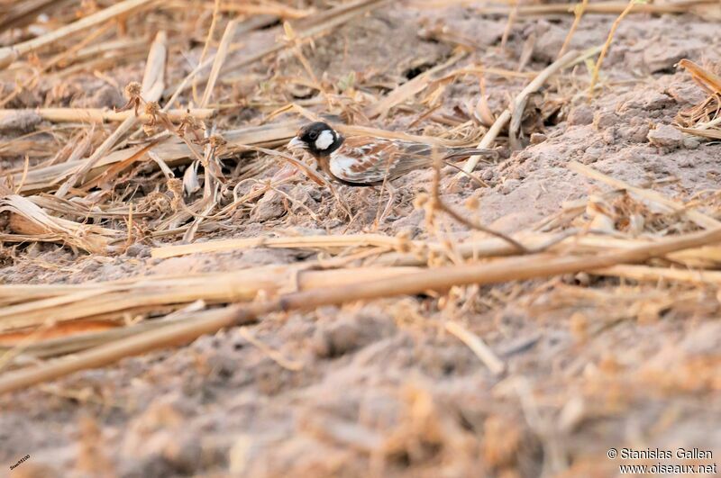 Chestnut-backed Sparrow-Lark male adult breeding