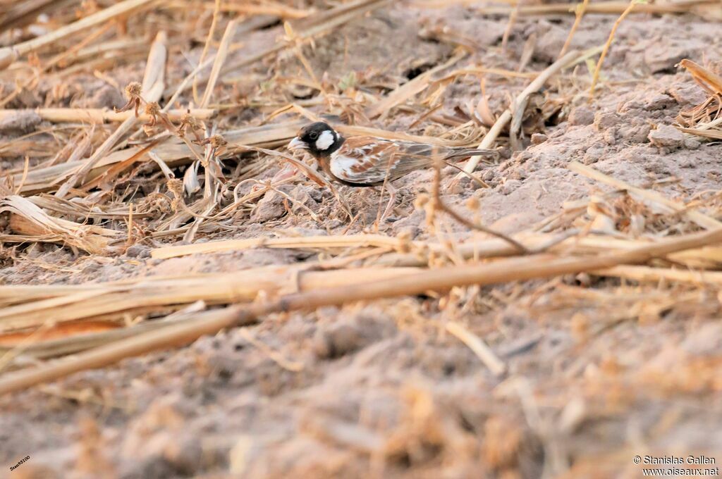 Chestnut-backed Sparrow-Lark male adult breeding