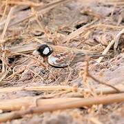 Chestnut-backed Sparrow-Lark