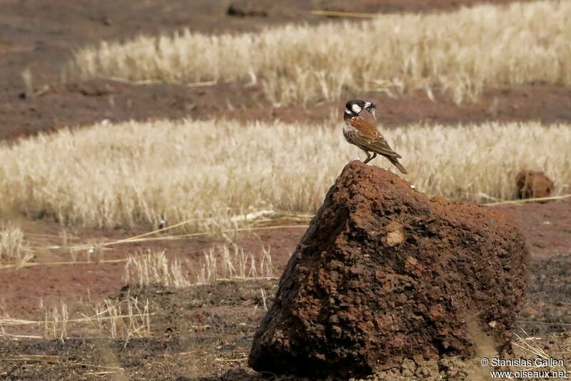 Chestnut-backed Sparrow-Lark male adult, Reproduction-nesting
