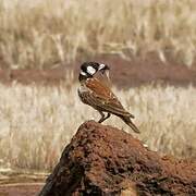 Chestnut-backed Sparrow-Lark