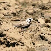 Ashy-crowned Sparrow-Lark