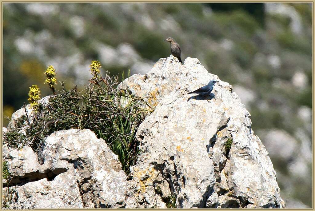 Monticole bleuadulte nuptial, habitat