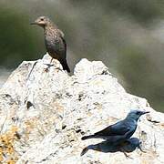 Blue Rock Thrush