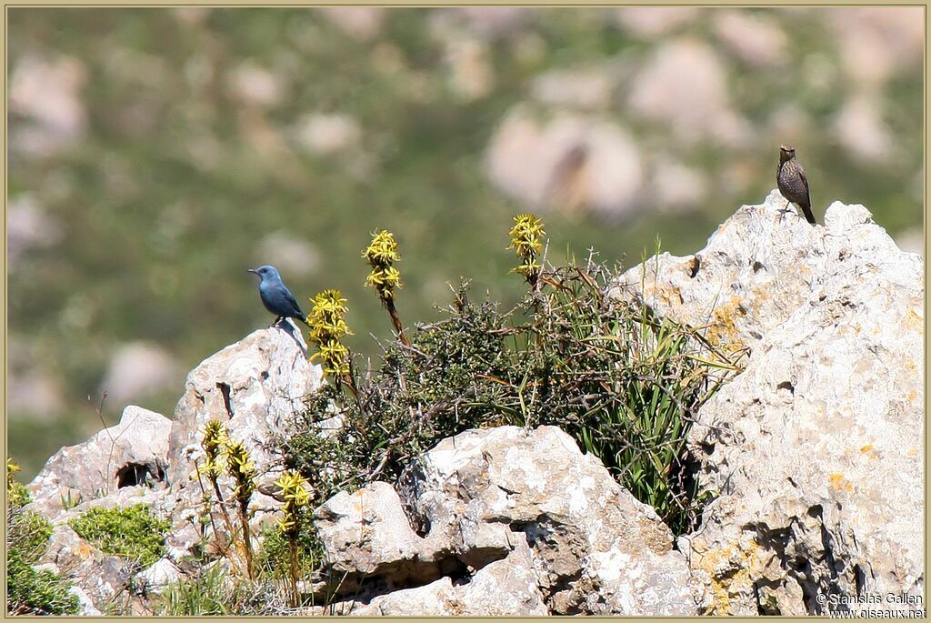 Blue Rock Thrush