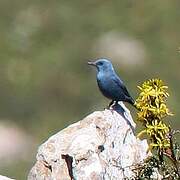 Blue Rock Thrush