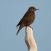 Blue Rock Thrush