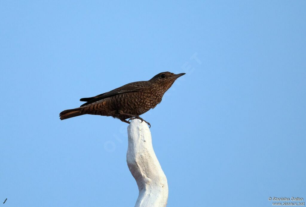 Blue Rock Thrush female adult