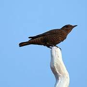 Blue Rock Thrush