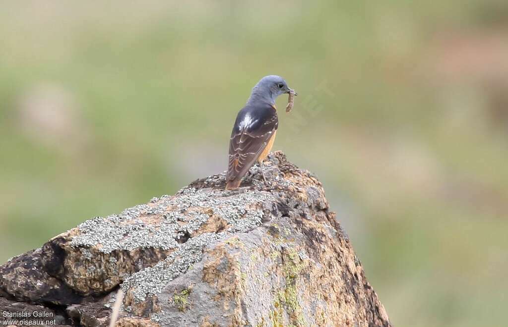 Common Rock Thrush male adult breeding, feeding habits, Reproduction-nesting