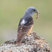 Common Rock Thrush