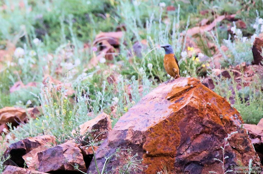 Common Rock Thrush male adult breeding