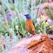 Common Rock Thrush