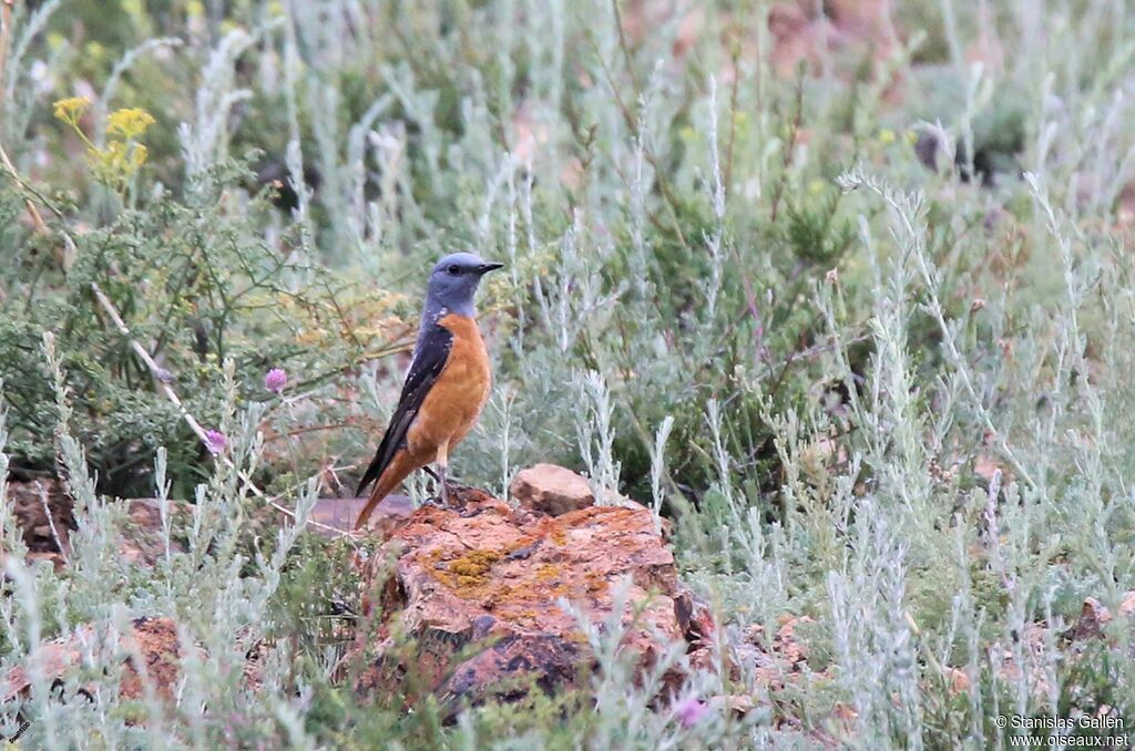 Common Rock Thrush male adult breeding