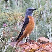 Common Rock Thrush