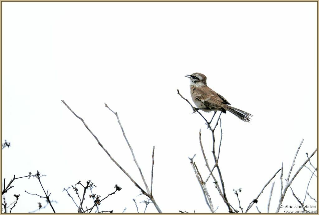 Long-tailed Mockingbird