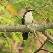 Blue-and-white Mockingbird