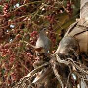 Grey Catbird