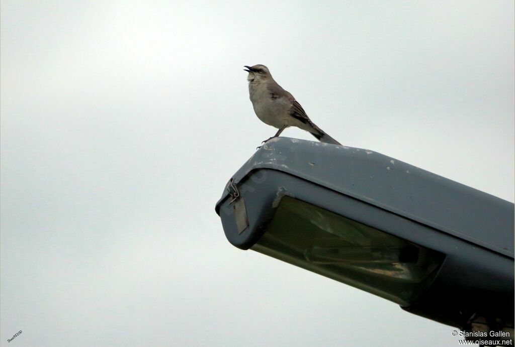 Tropical Mockingbird male adult breeding, song