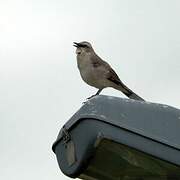 Tropical Mockingbird