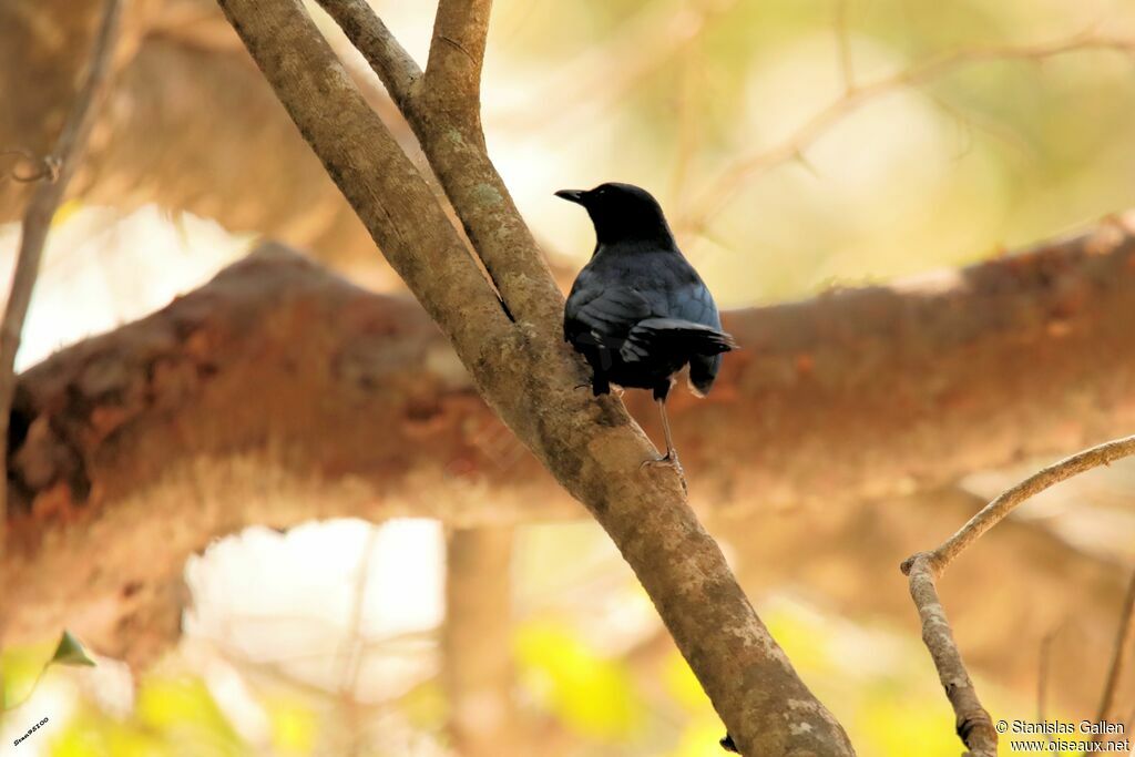 Black Catbirdadult