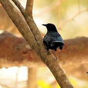 Black Catbird