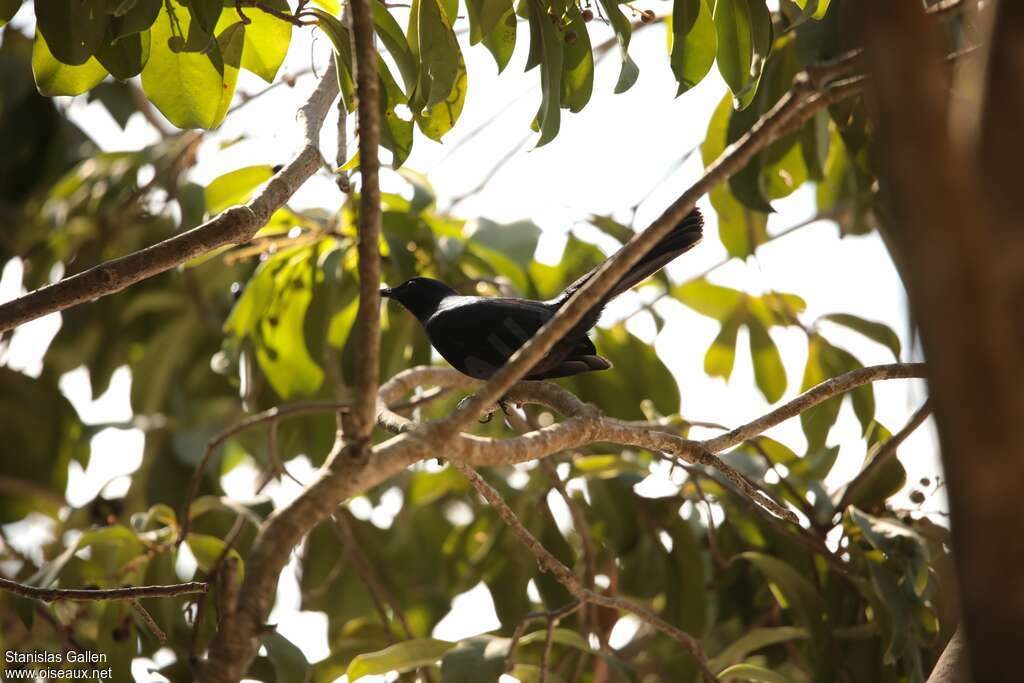 Black Catbirdadult, habitat