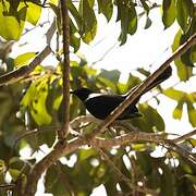 Black Catbird