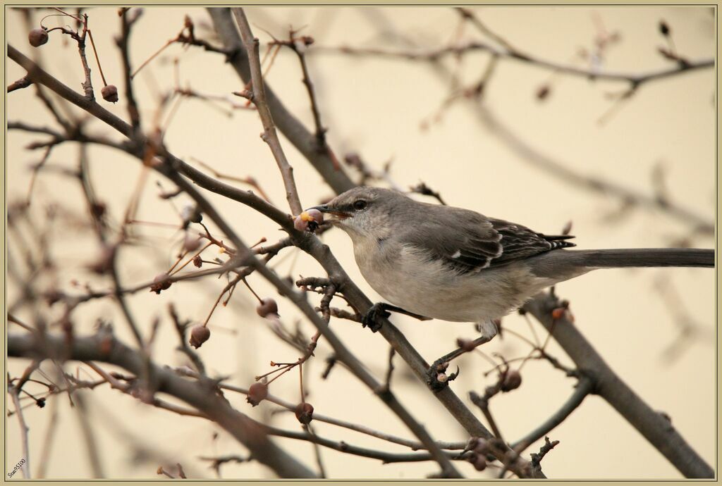 Northern Mockingbirdadult, eats