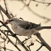 Northern Mockingbird