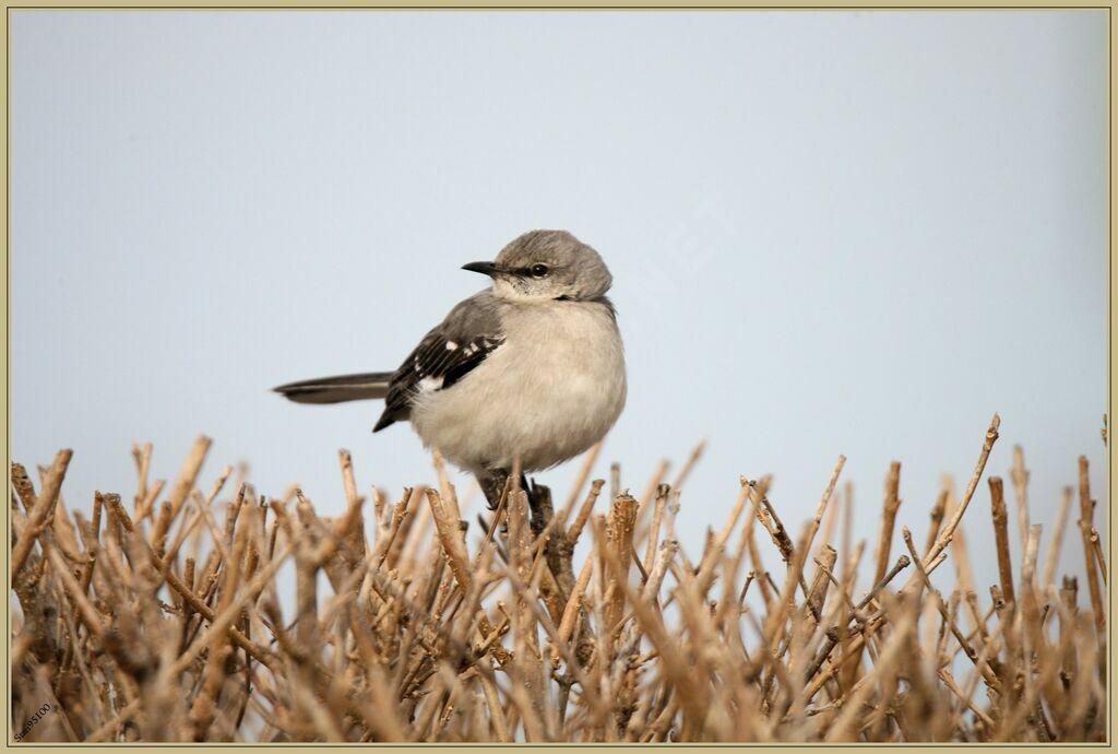 Northern Mockingbirdadult