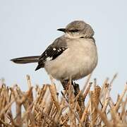 Northern Mockingbird