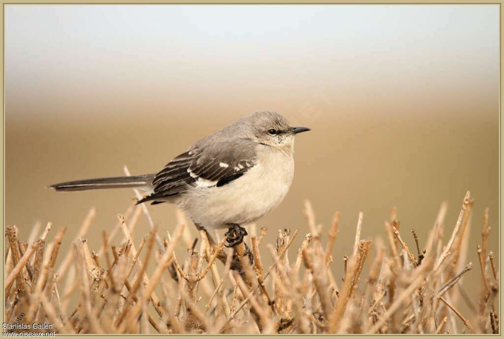 Northern MockingbirdSecond year, identification