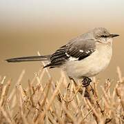 Northern Mockingbird