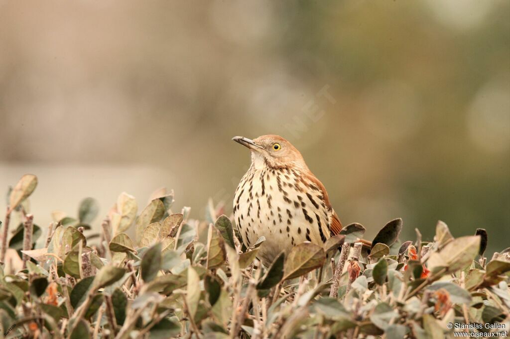 Brown Thrasheradult