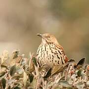 Brown Thrasher