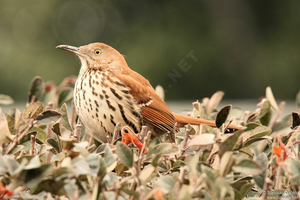 Brown Thrasheradult