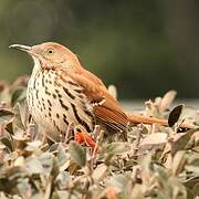 Brown Thrasher