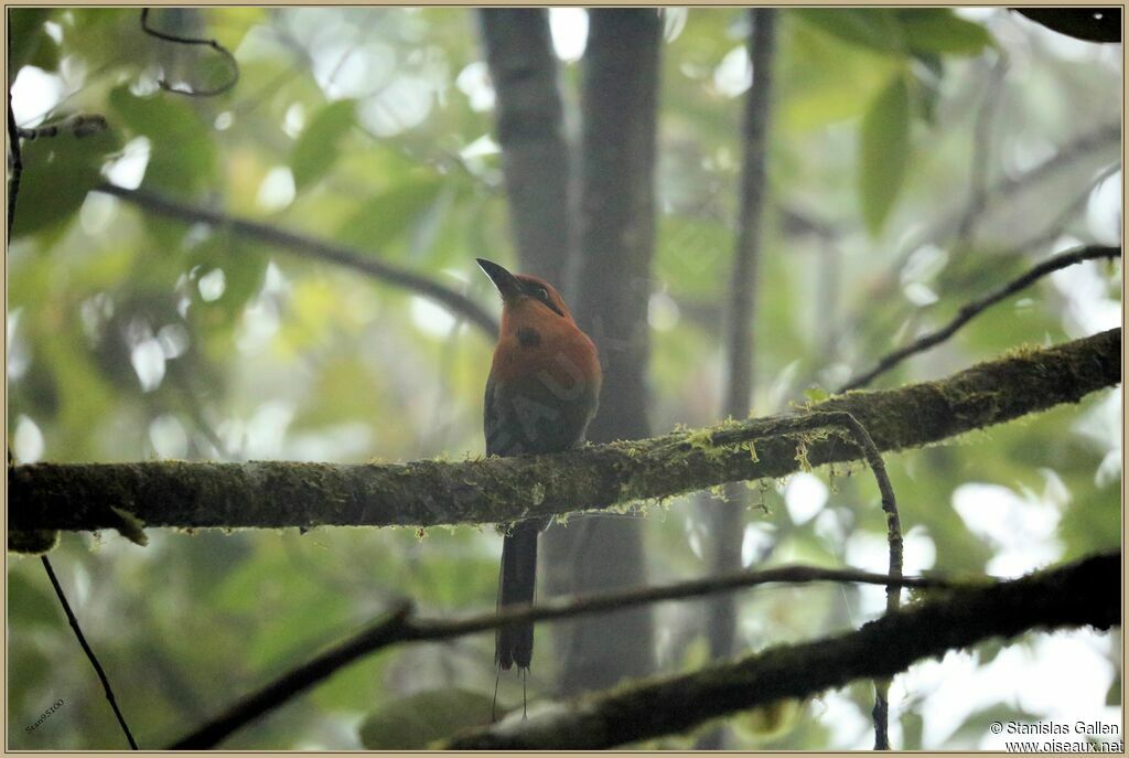 Motmot à bec largeadulte